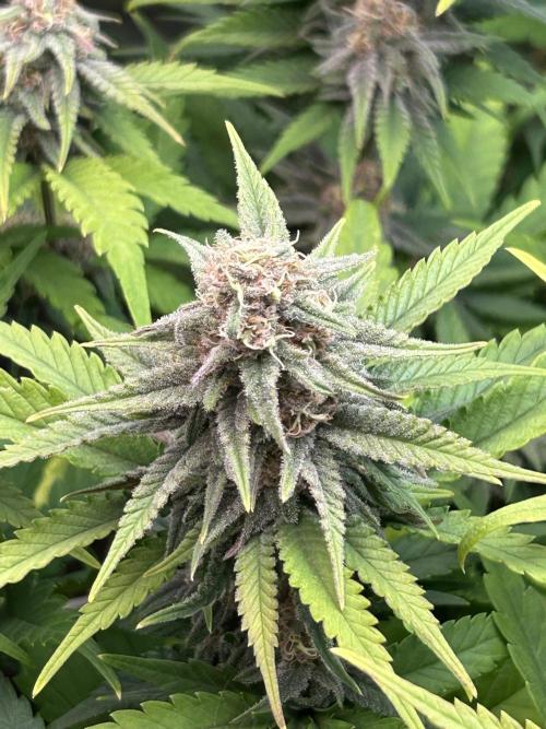 Sour Diesel - RQS & Blue Dream- Humbold. Week 11