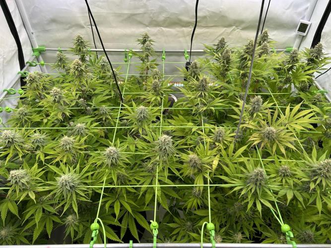 Blue Zuschi- Gnome & Sluricane- In House. Week 11