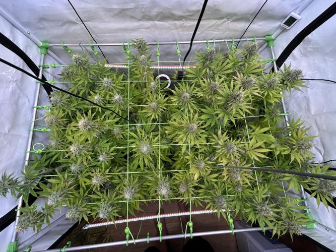 Blue Zuschi- Gnome & Sluricane- In House. Week 11