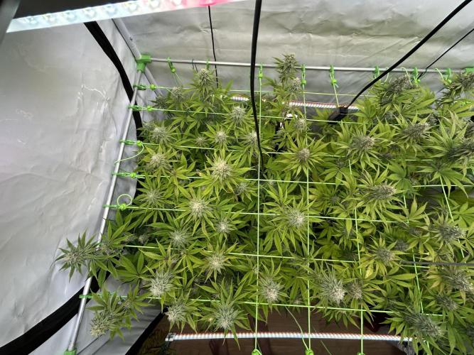Blue Zuschi- Gnome & Sluricane- In House. Week 11 - Sluricane 