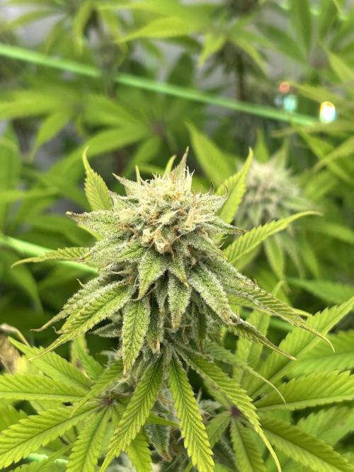 Blue Zuschi- Gnome & Sluricane- In House. Week 11