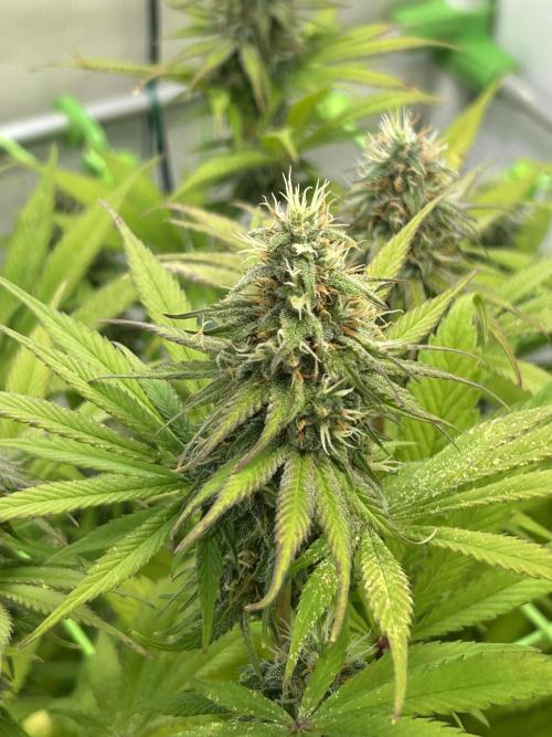Blue Zuschi- Gnome & Sluricane- In House. Week 11