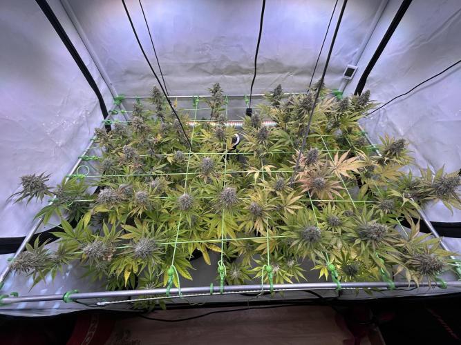 Blue Zuschi- Gnome & Sluricane- In House. Week 12