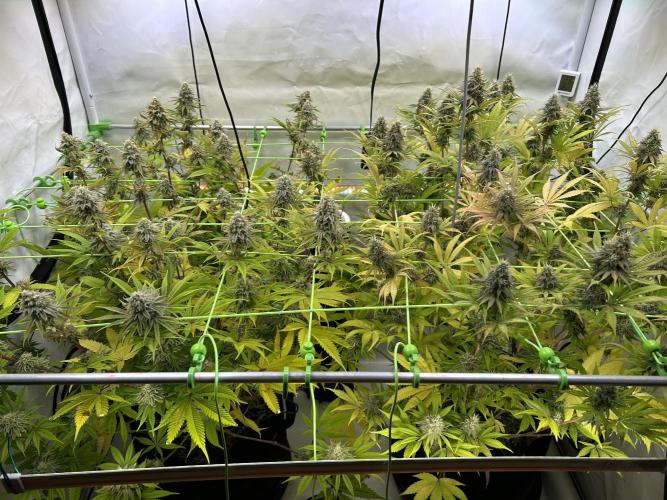 Blue Zuschi- Gnome & Sluricane- In House. Week 12