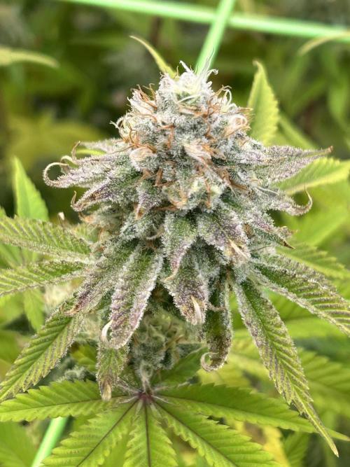 Blue Zuschi- Gnome & Sluricane- In House. Week 12