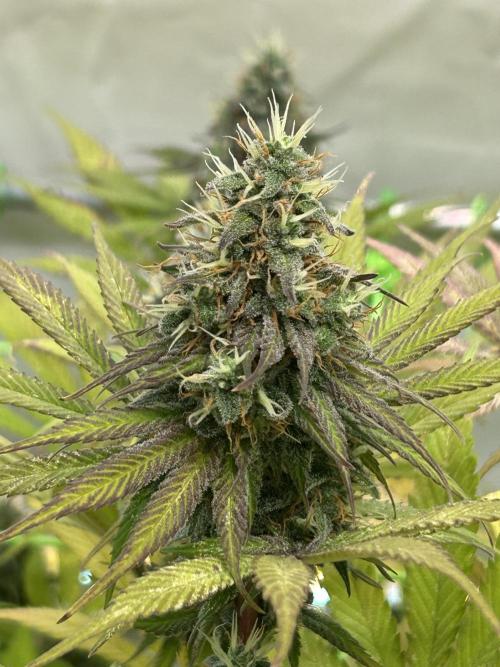 Blue Zuschi- Gnome & Sluricane- In House. Week 12