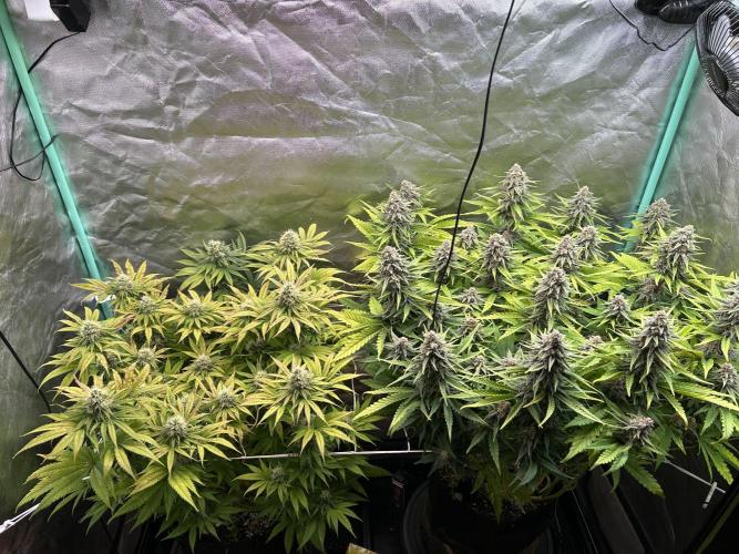 Sour Diesel - RQS & Blue Dream- Humbold. Week 12
