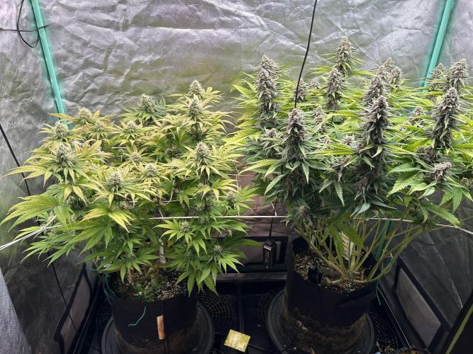 Sour Diesel - RQS & Blue Dream- Humbold. Week 12