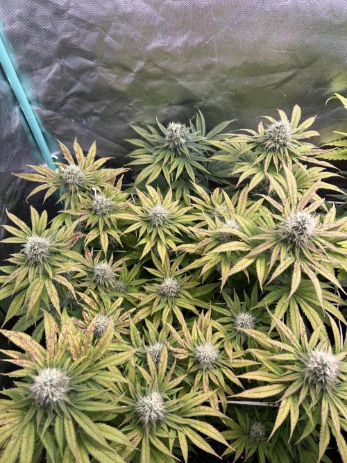 Sour Diesel - RQS & Blue Dream- Humbold. Week 12