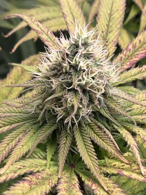 Sour Diesel - RQS & Blue Dream- Humbold. Week 12