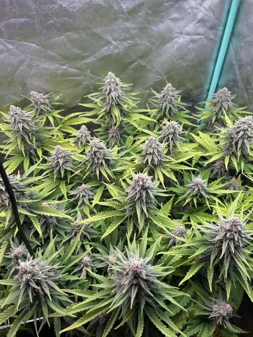 Sour Diesel - RQS & Blue Dream- Humbold. Week 12