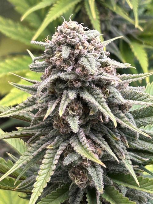 Sour Diesel - RQS & Blue Dream- Humbold. Week 12