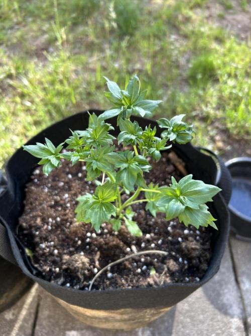 Mut-ant. Week 3