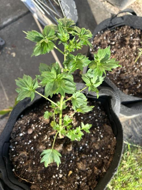Mut-ant. Week 3
