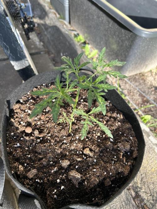 Mut-ant. Week 3