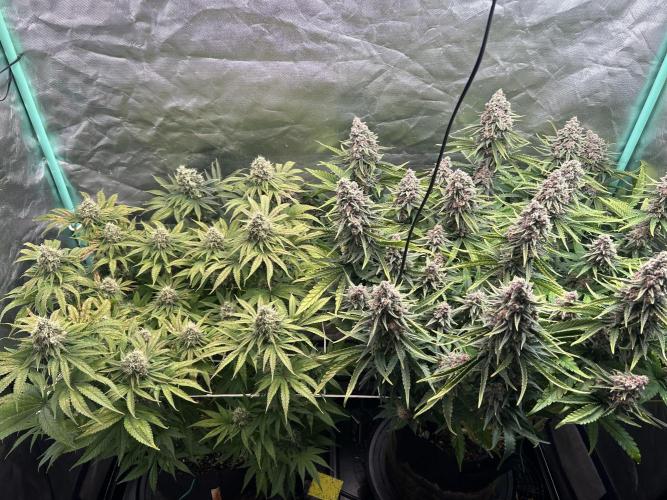 Sour Diesel - RQS & Blue Dream- Humbold. Week 13