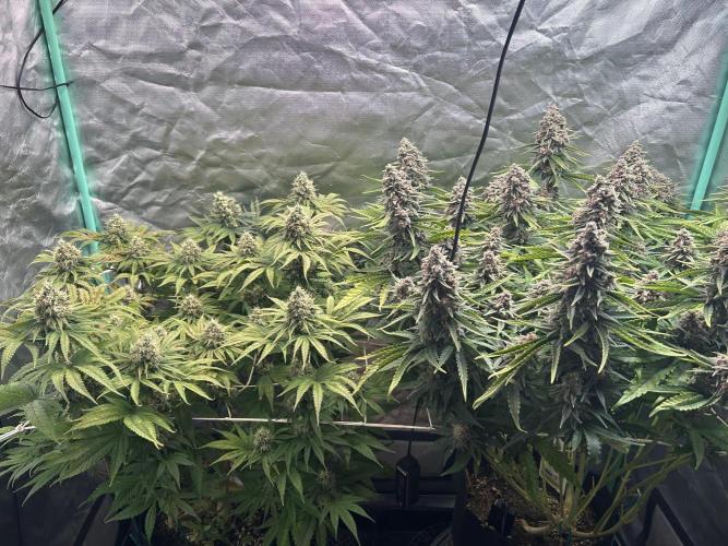 Sour Diesel - RQS & Blue Dream- Humbold. Week 13