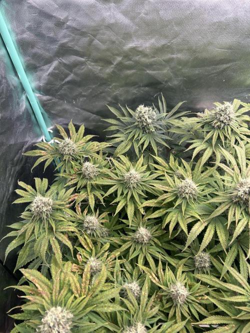 Sour Diesel - RQS & Blue Dream- Humbold. Week 13