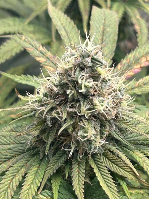Sour Diesel - RQS & Blue Dream- Humbold. Week 13
