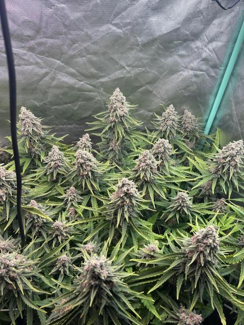 Sour Diesel - RQS & Blue Dream- Humbold. Week 13