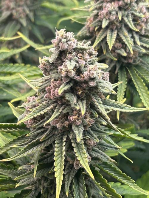 Sour Diesel - RQS & Blue Dream- Humbold. Week 13