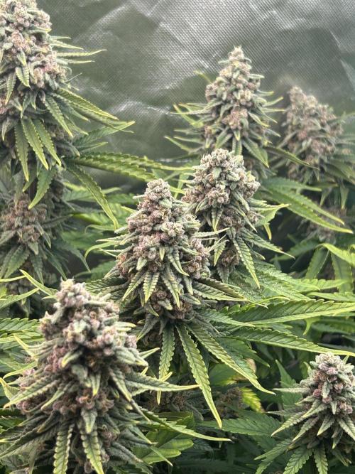 Sour Diesel - RQS & Blue Dream- Humbold. Week 13