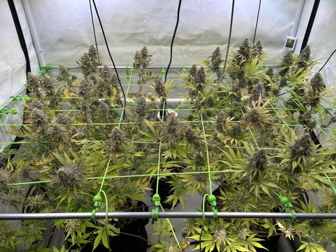 Blue Zuschi- Gnome & Sluricane- In House. Week 13