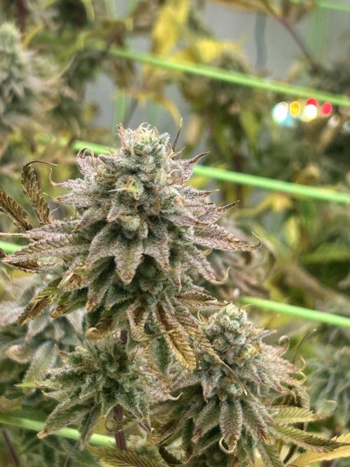Blue Zuschi- Gnome & Sluricane- In House. Week 13