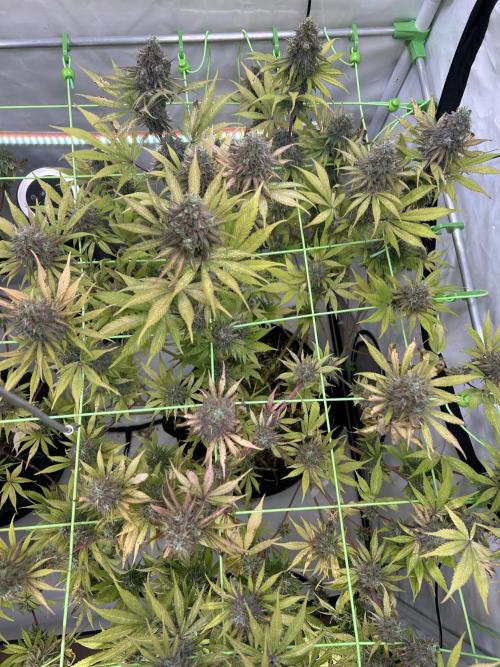 Blue Zuschi- Gnome & Sluricane- In House. Week 13
