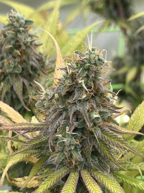 Blue Zuschi- Gnome & Sluricane- In House. Week 13