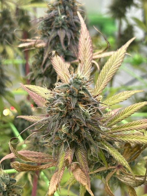 Blue Zuschi- Gnome & Sluricane- In House. Week 13