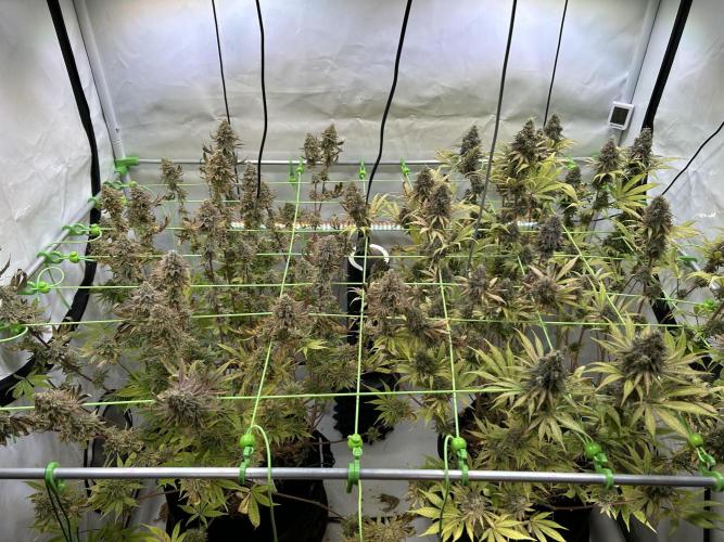 Blue Zuschi- Gnome & Sluricane- In House. Week 14