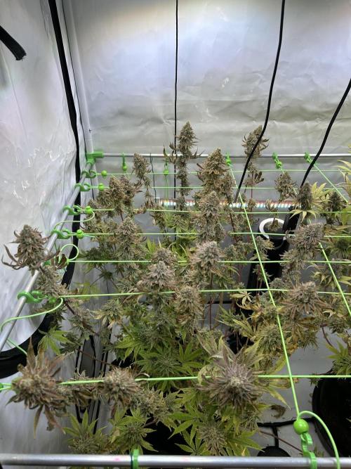 Blue Zuschi- Gnome & Sluricane- In House. Week 14