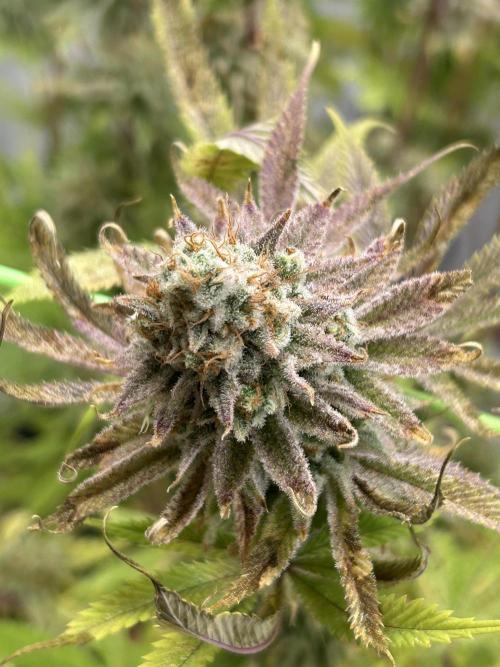 Blue Zuschi- Gnome & Sluricane- In House. Week 14