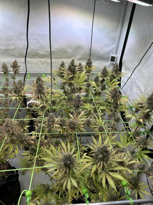 Blue Zuschi- Gnome & Sluricane- In House. Week 14