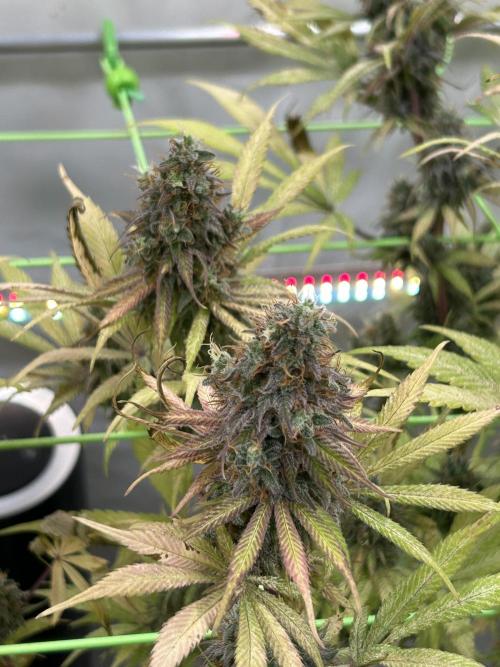 Blue Zuschi- Gnome & Sluricane- In House. Week 14