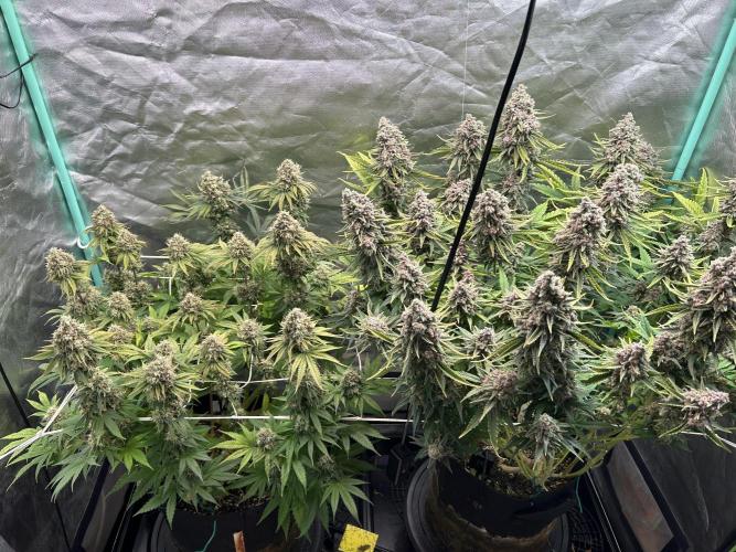 Sour Diesel - RQS & Blue Dream- Humbold. Week 14