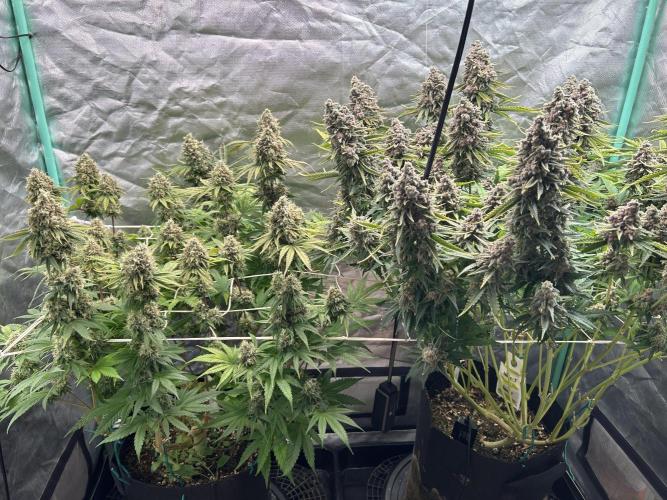 Sour Diesel - RQS & Blue Dream- Humbold. Week 14