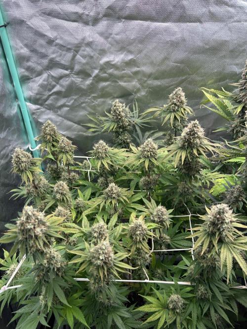 Sour Diesel - RQS & Blue Dream- Humbold. Week 14