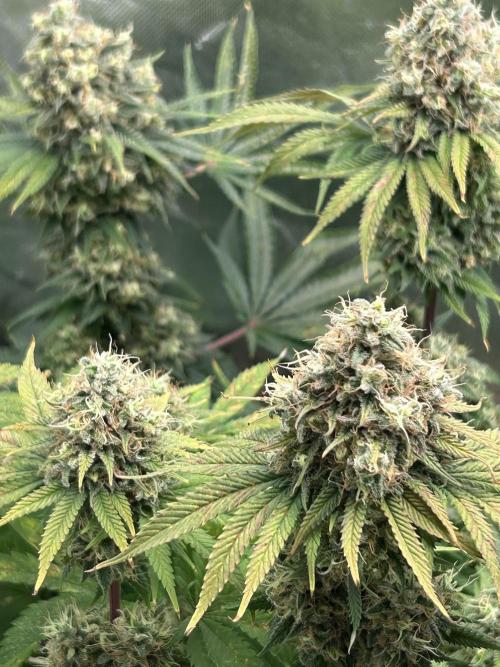 Sour Diesel - RQS & Blue Dream- Humbold. Week 14