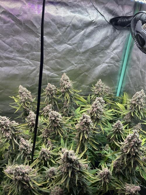 Sour Diesel - RQS & Blue Dream- Humbold. Week 14