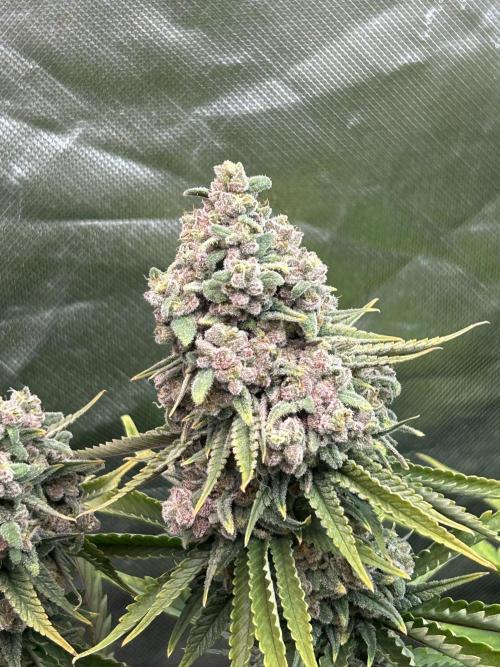 Sour Diesel - RQS & Blue Dream- Humbold. Week 14