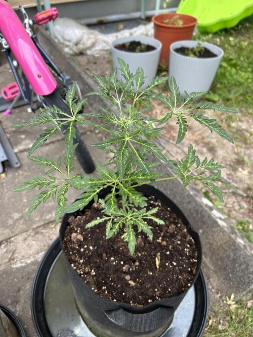 Mut-ant. Week 5