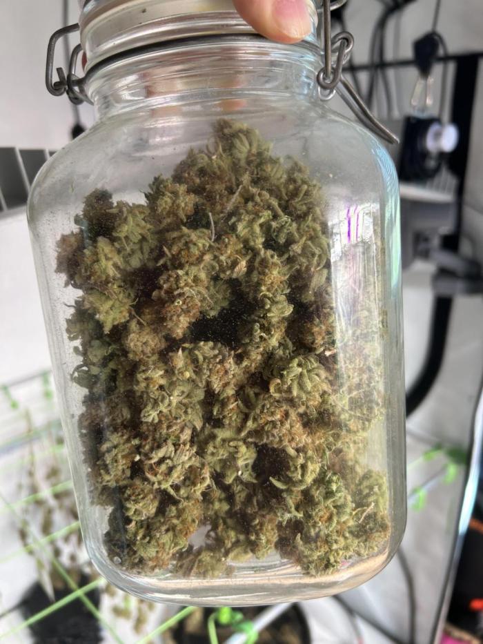 Blue Zuschi- Gnome & Sluricane- In House. Week 15