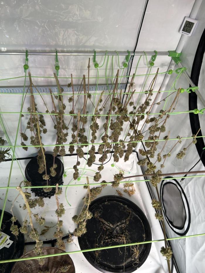 Blue Zuschi- Gnome & Sluricane- In House. Week 15