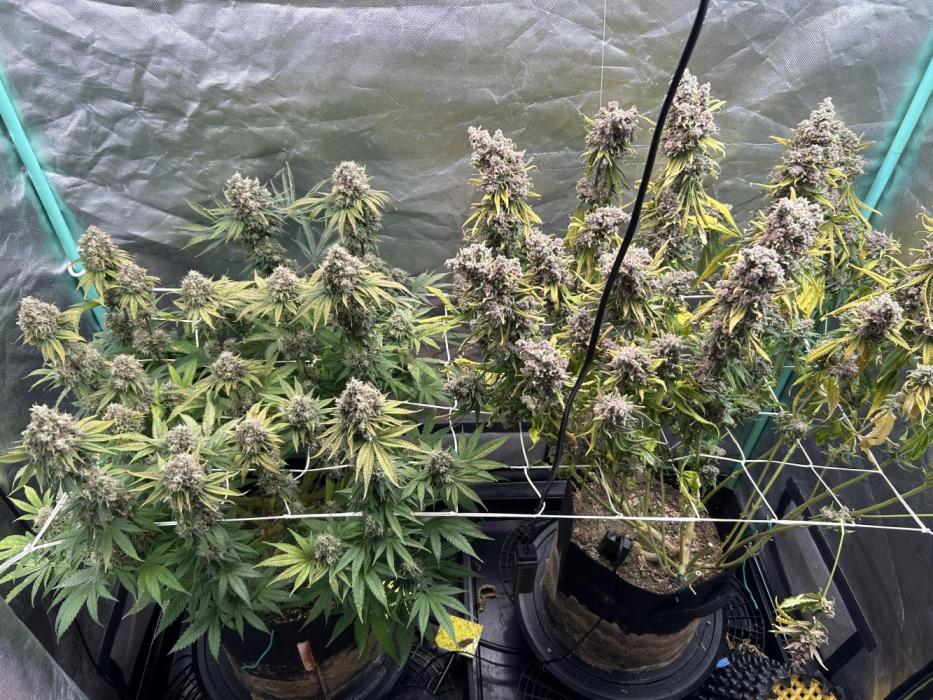 Sour Diesel - RQS & Blue Dream- Humbold. Week 15