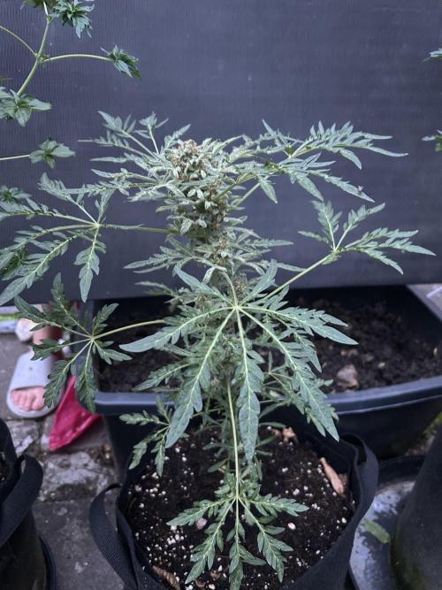 Mut-ant. Week 8