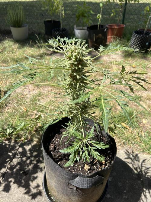 Mut-ant. Week 9