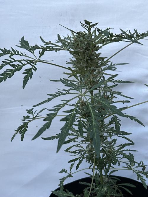 Mut-ant. Week 9