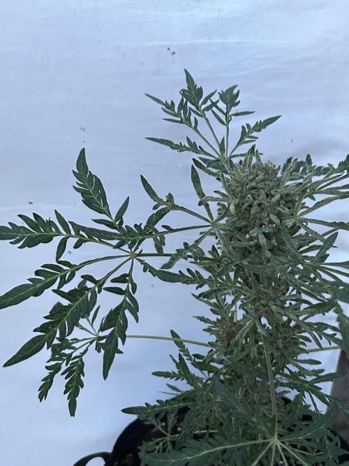 Mut-ant. Week 9